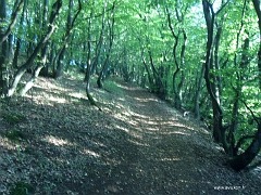 Petit chemin menant de la ville vers le sommet à travers la forêt